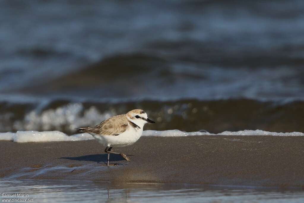 Kentish Ploveradult, habitat, Behaviour