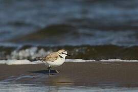 Kentish Plover