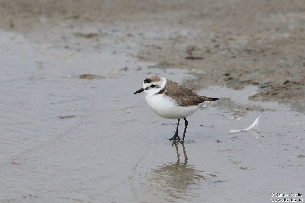 Kentish Plover