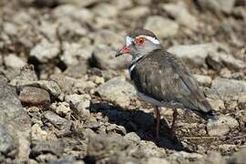 Three-banded Plover