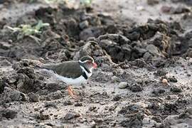 Three-banded Plover