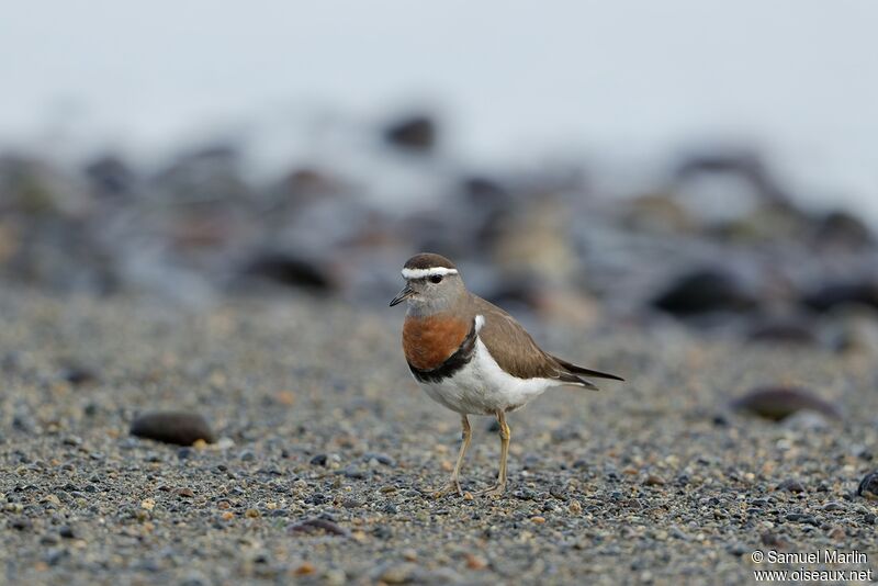 Rufous-chested Plover male adult breeding