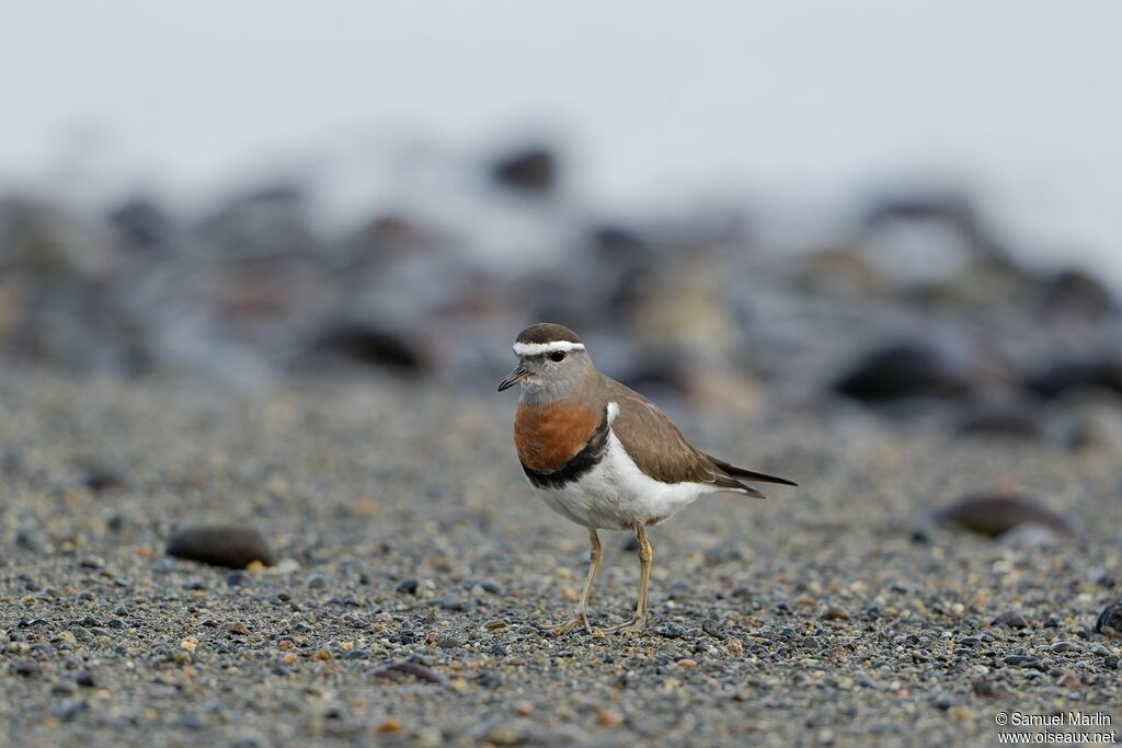 Rufous-chested Plover male adult breeding