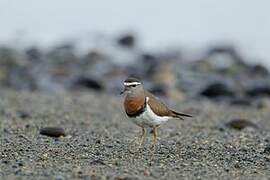 Rufous-chested Dotterel