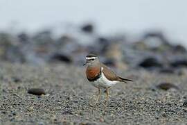 Rufous-chested Plover