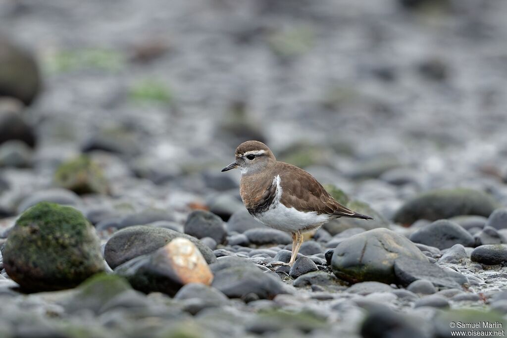 Rufous-chested Ploveradult