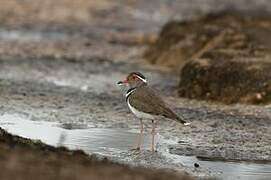 Forbes's Plover