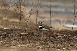 Forbes's Plover