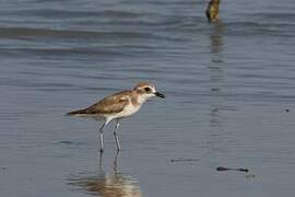 Greater Sand Plover