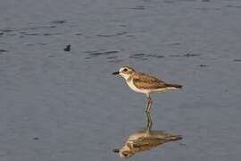 Greater Sand Plover
