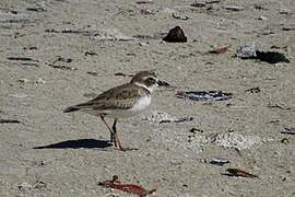 Wilson's Plover