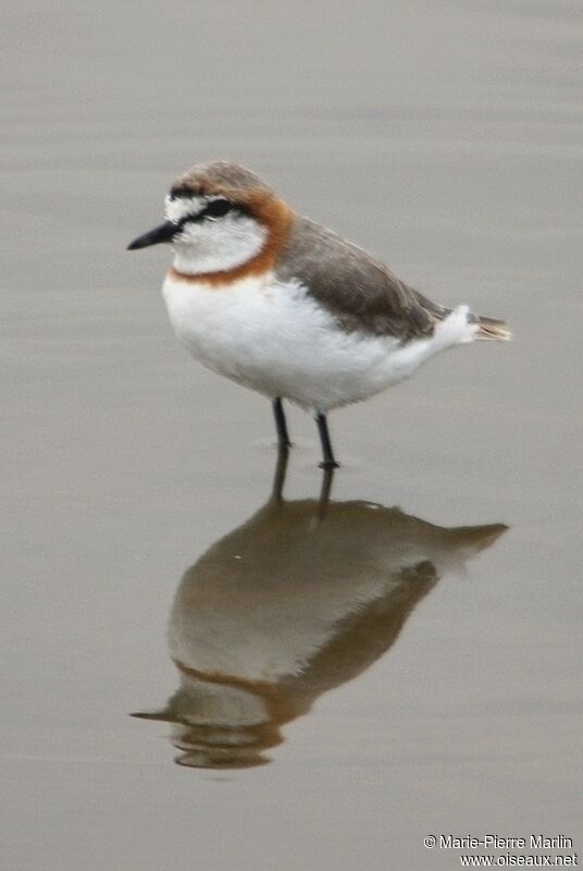 Chestnut-banded Ploveradult