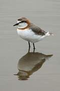 Chestnut-banded Plover