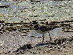 Killdeer