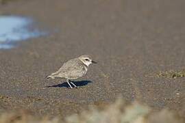 Snowy Plover