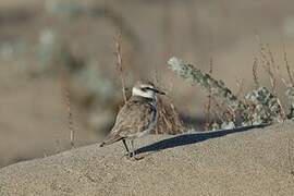 Snowy Plover