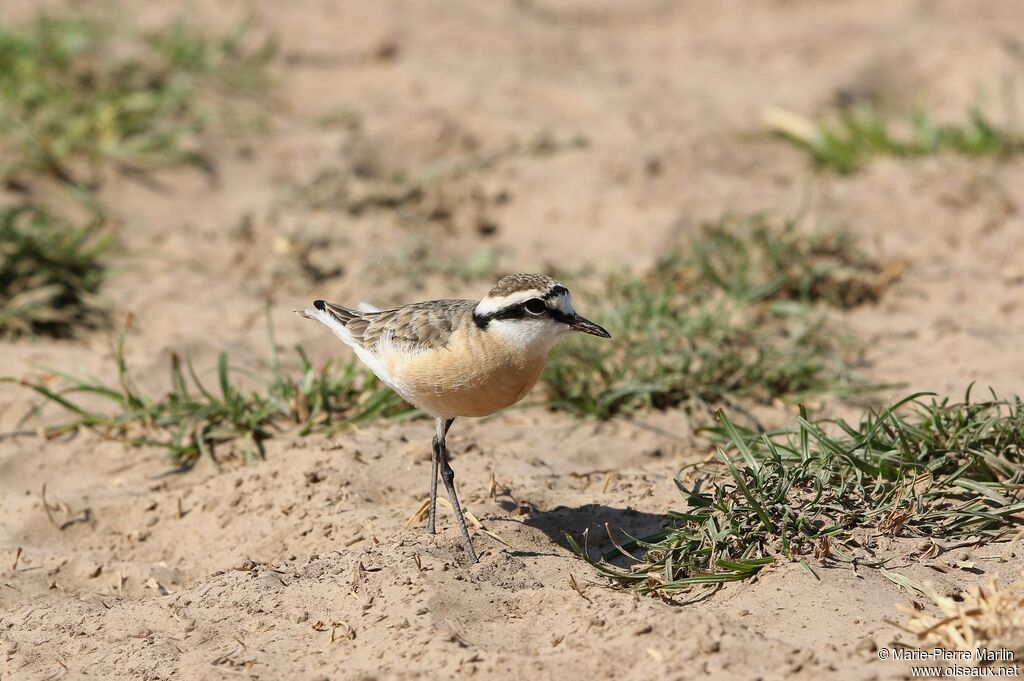 Kittlitz's Plover