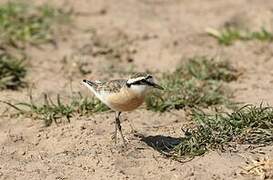 Kittlitz's Plover