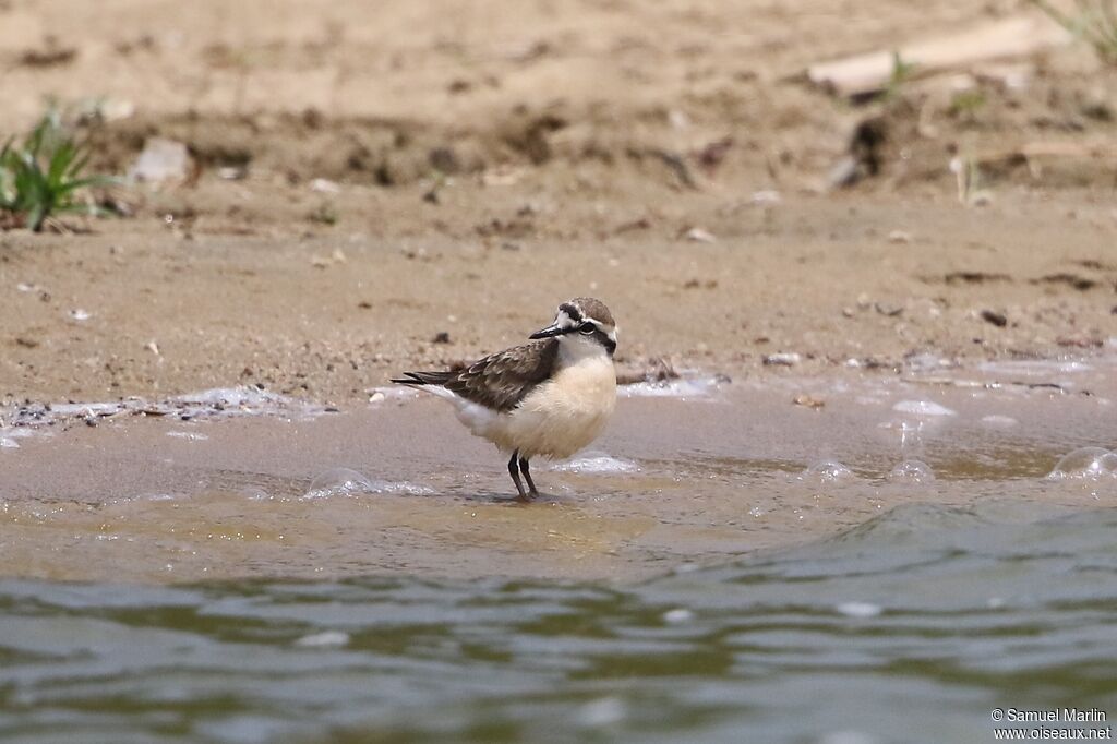 Kittlitz's Plover male adult