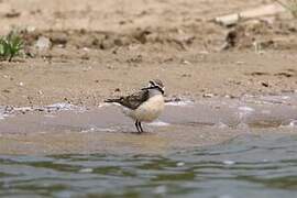 Kittlitz's Plover