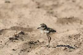 Kittlitz's Plover