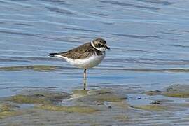 Semipalmated Plover