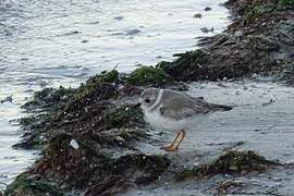 Piping Plover