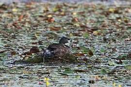 Pied-billed Grebe