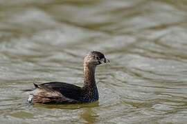 Pied-billed Grebe