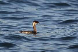 Black-necked Grebe