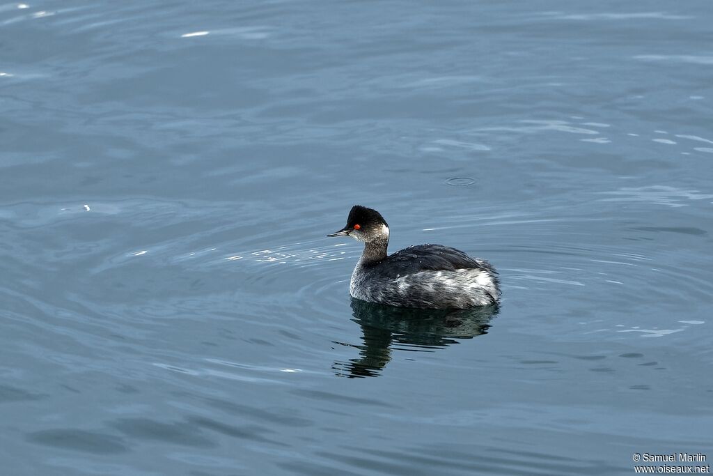 Black-necked Grebeadult