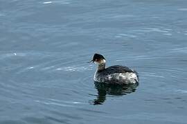 Black-necked Grebe