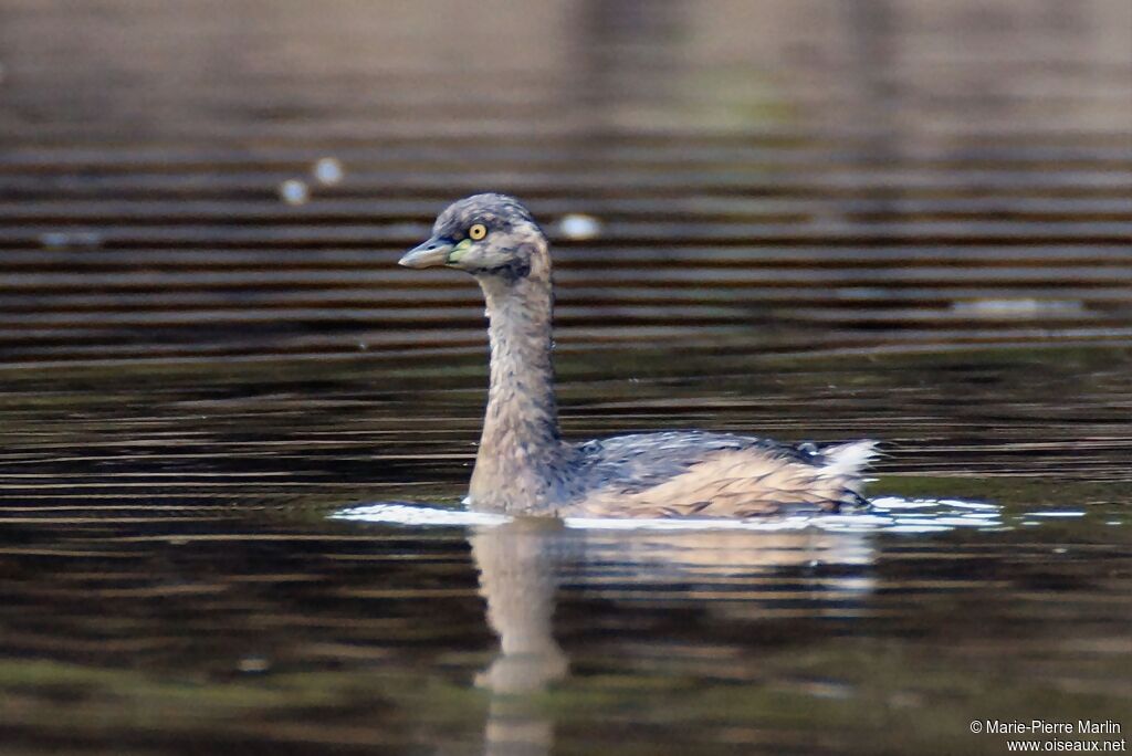 Australasian Grebeadult