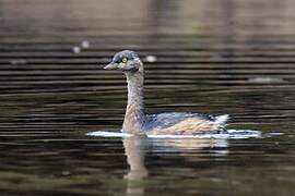 Australasian Grebe