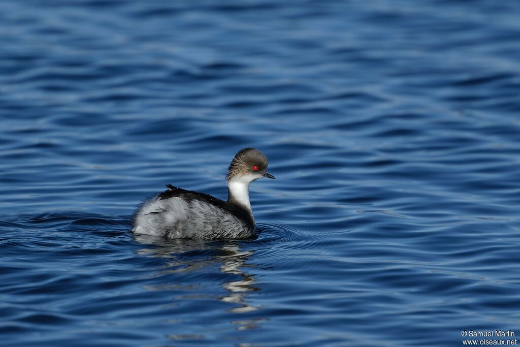 Silvery Grebeadult