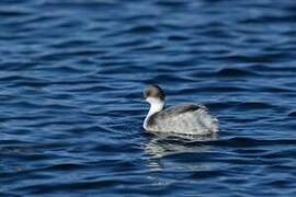 Silvery Grebe