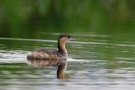 Little Grebe