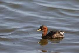 Little Grebe