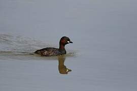 Little Grebe