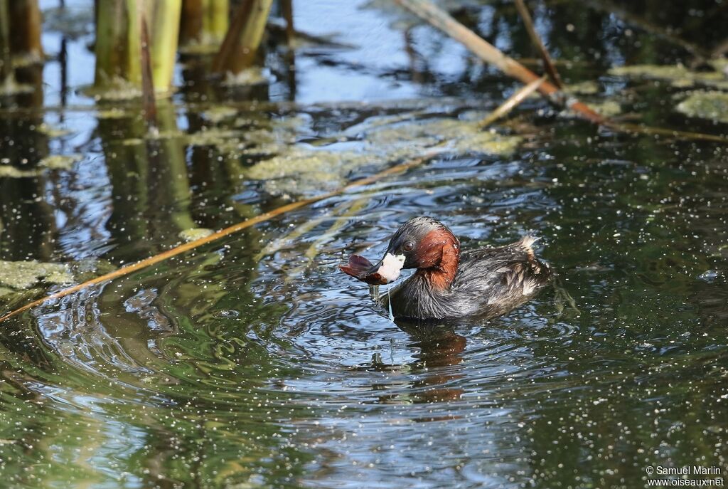 Grèbe castagneuxadulte, pêche/chasse