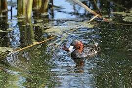 Little Grebe