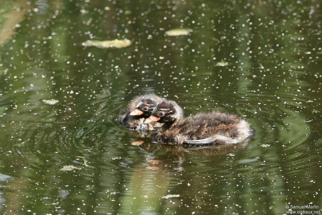 Little GrebePoussin