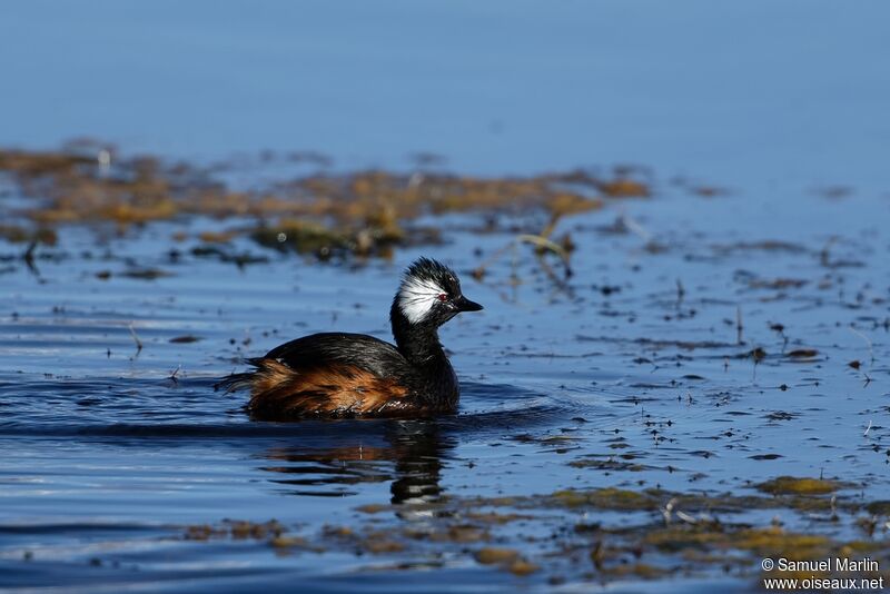 White-tufted Grebe male adult