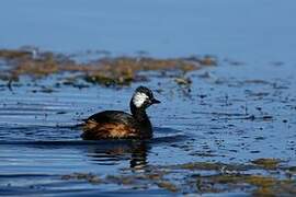 White-tufted Grebe