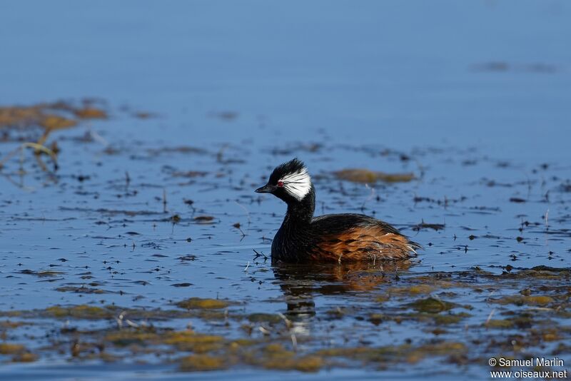 White-tufted Grebe male adult