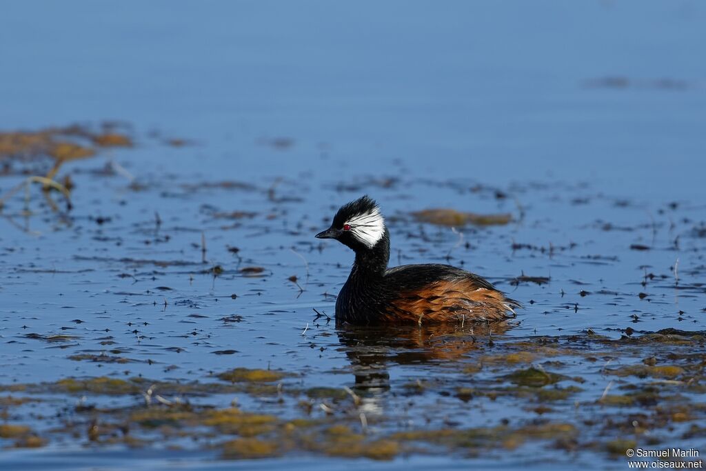 White-tufted Grebe male adult