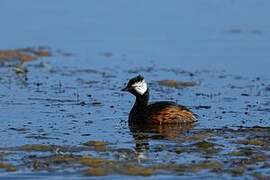 White-tufted Grebe