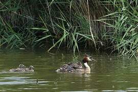 Great Crested Grebe