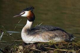 Great Crested Grebe