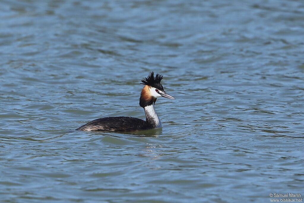 Great Crested Grebeadult